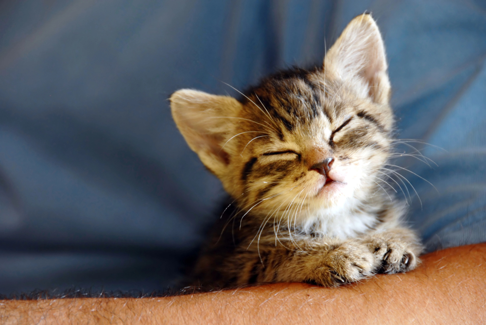 Can Little Kittens Find Their Way to a Litter Box?