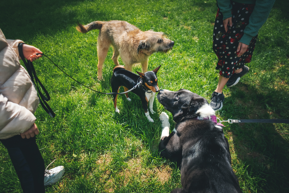 Top 5 Tips for Socializing Your Dog