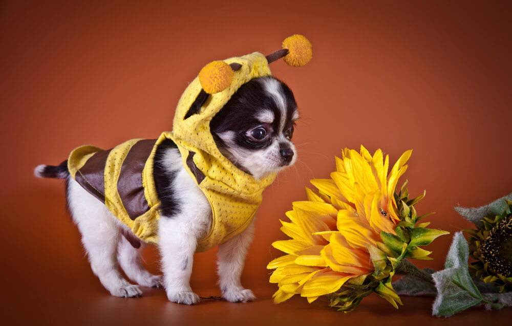 8 Best Halloween Costumes for Pets 2024