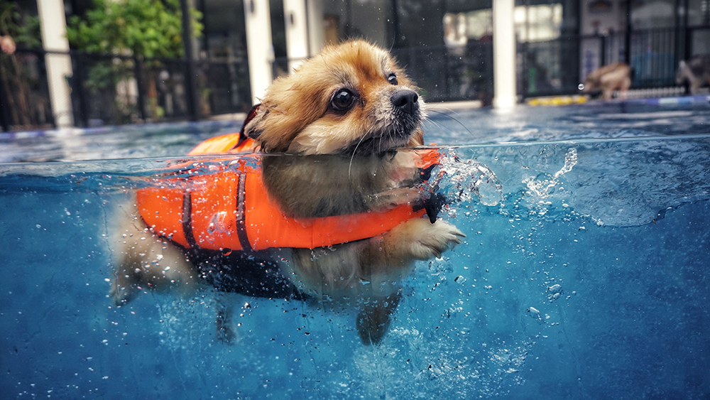 How To Choose a Life Jacket for Your Dog