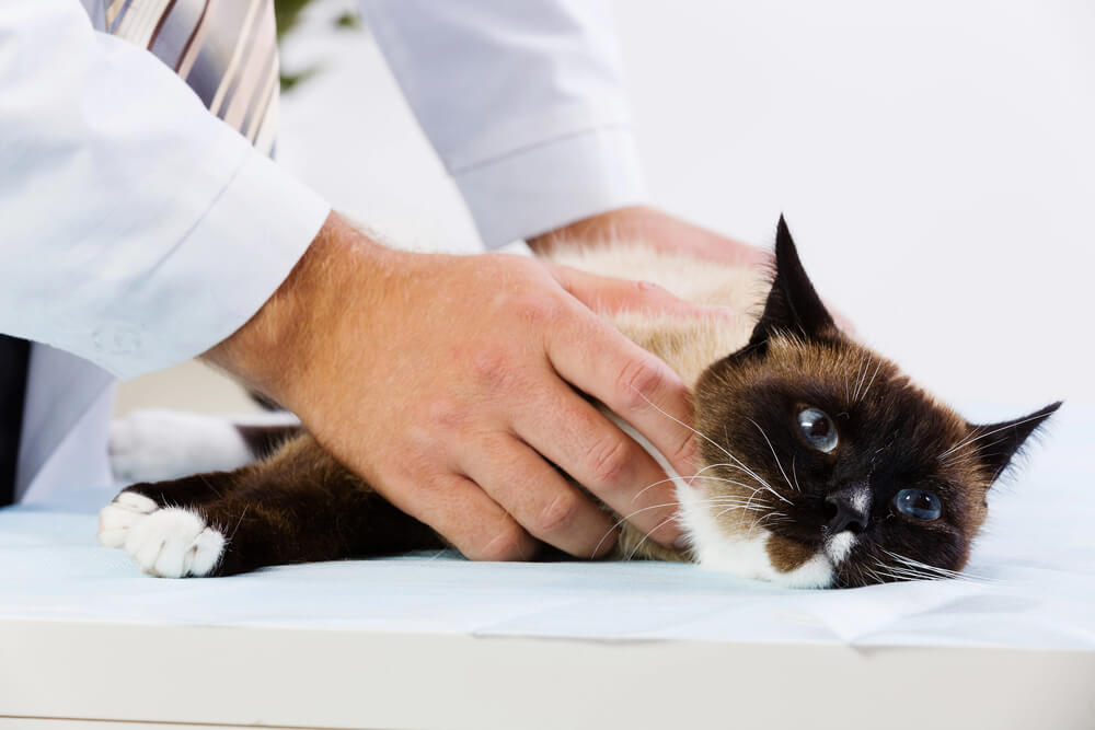 Can Cats Get a Cold?