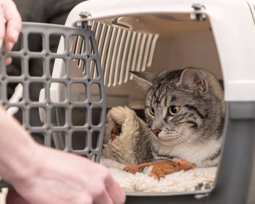 How To Sanitize a Cat Carrier