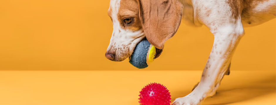The Best Dog Toys for Playtime: Keeping Your Canine Companion Happy and Engaged