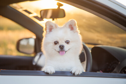 How to Make Sure Your Pet is Comfortable on the Road