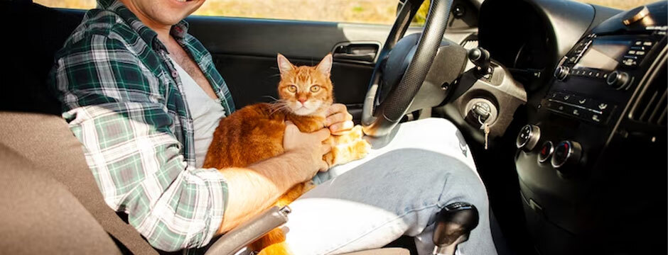Tips for Traveling with Your Cat: A Comprehensive Guide