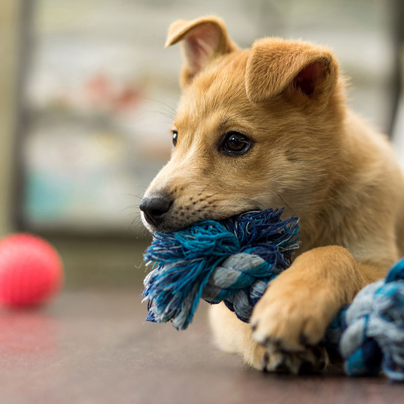 What to Do Before Welcoming Your New Puppy Home