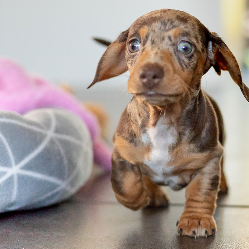 Preparing Your Household for a New Puppy Arrival
