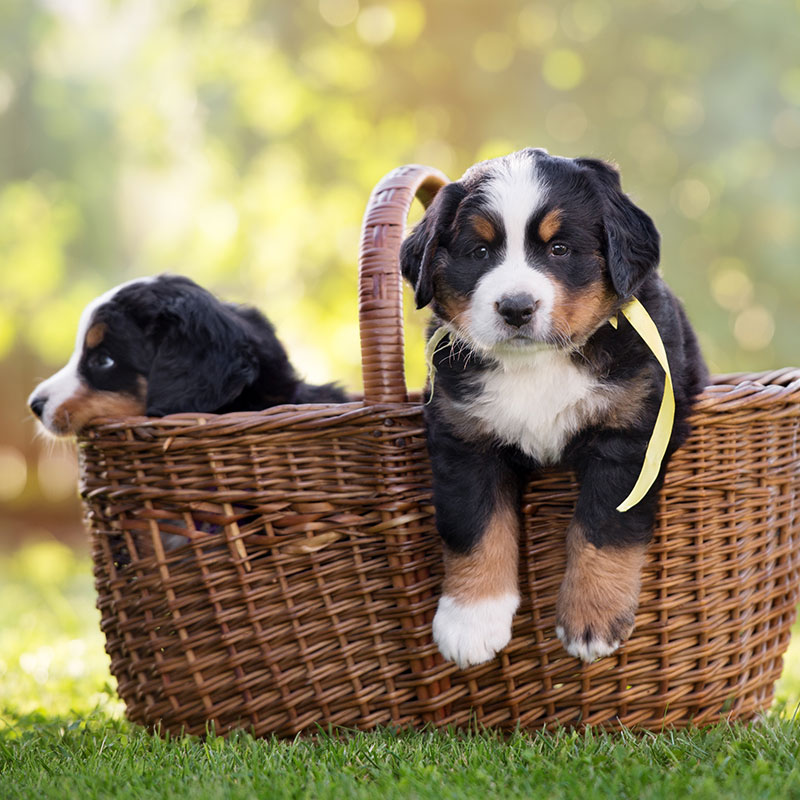 How To Choose and Prepare for the Right Puppy
