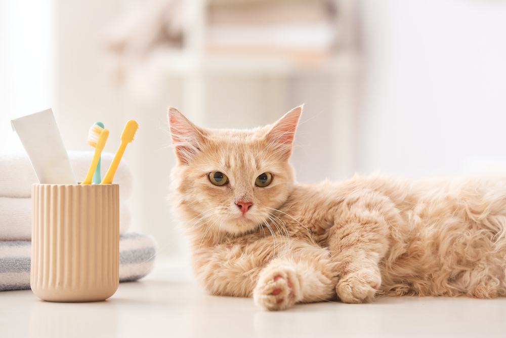 How To Take Care of Your Cat's Teeth