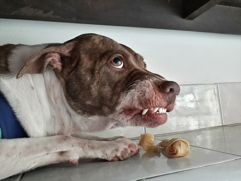 How To Recognize and Stop Food Aggression in Your Dog