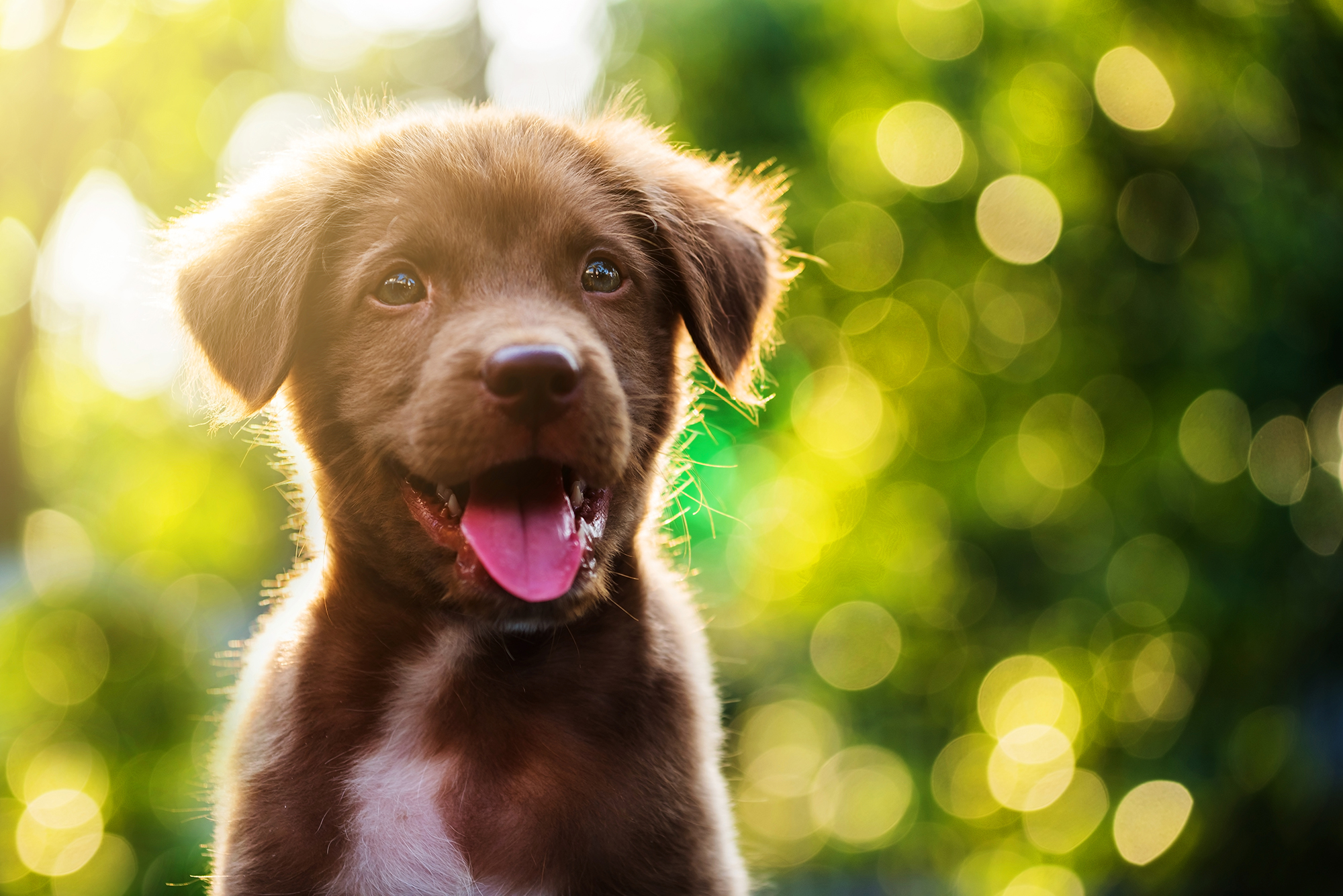 4 Behaviors To Look Out For in a New Puppy