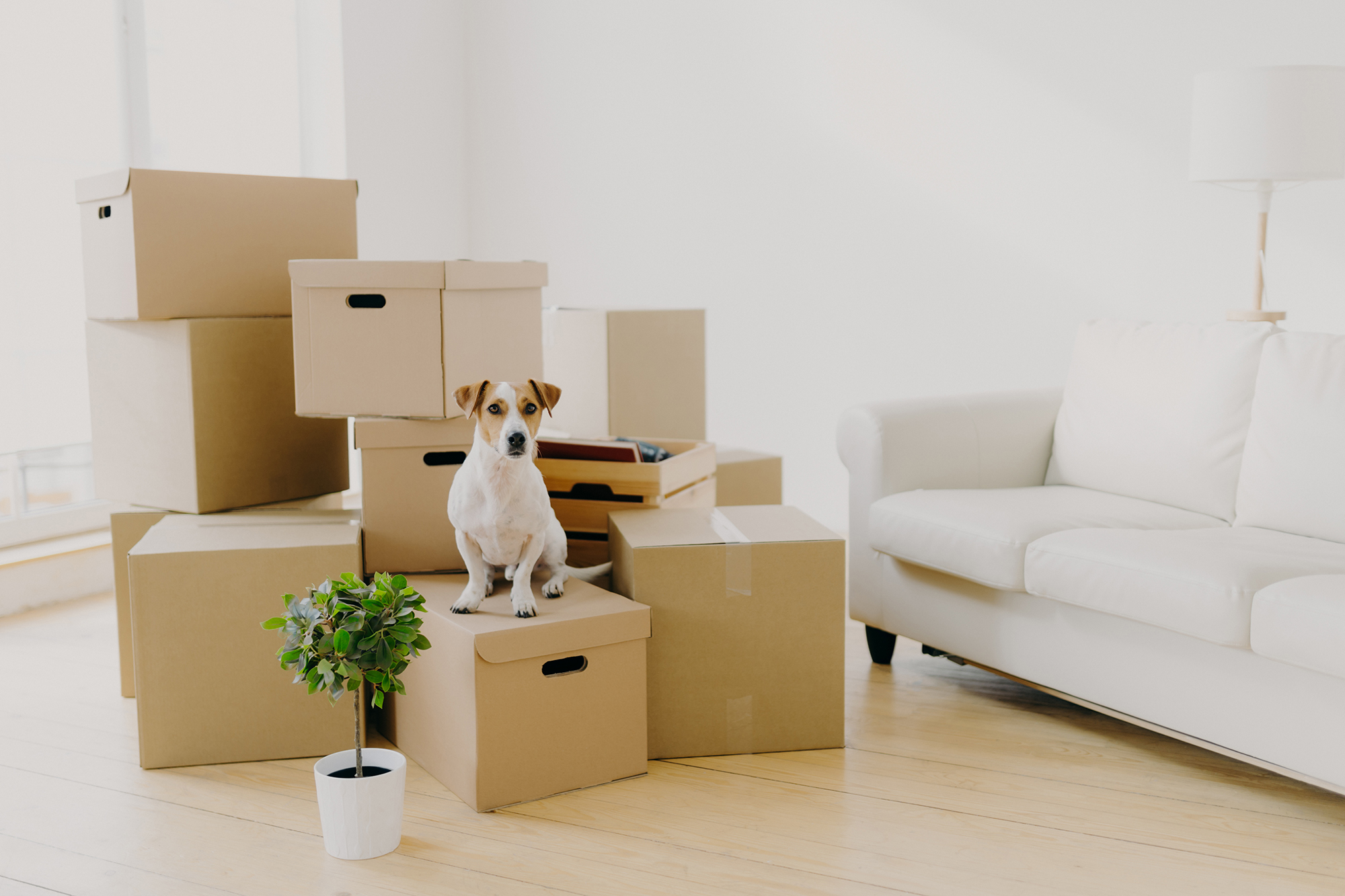 How To Help Your Pet Adjust To a New Home