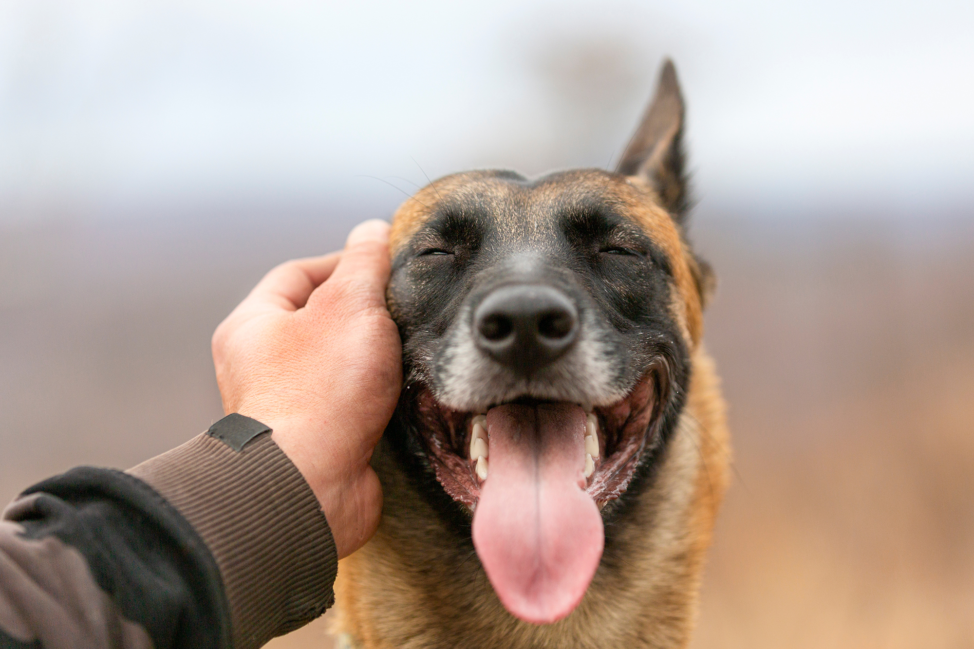Wags and Wiggles: 6 Signs of a Happy Pet