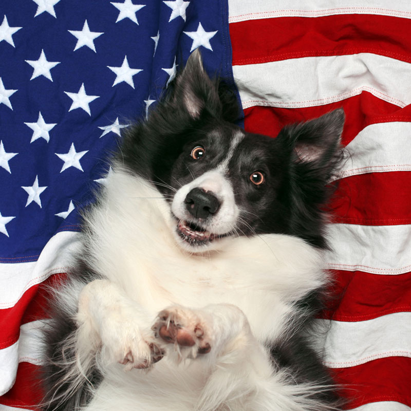 5 Dog Safety Tips for 4th of July