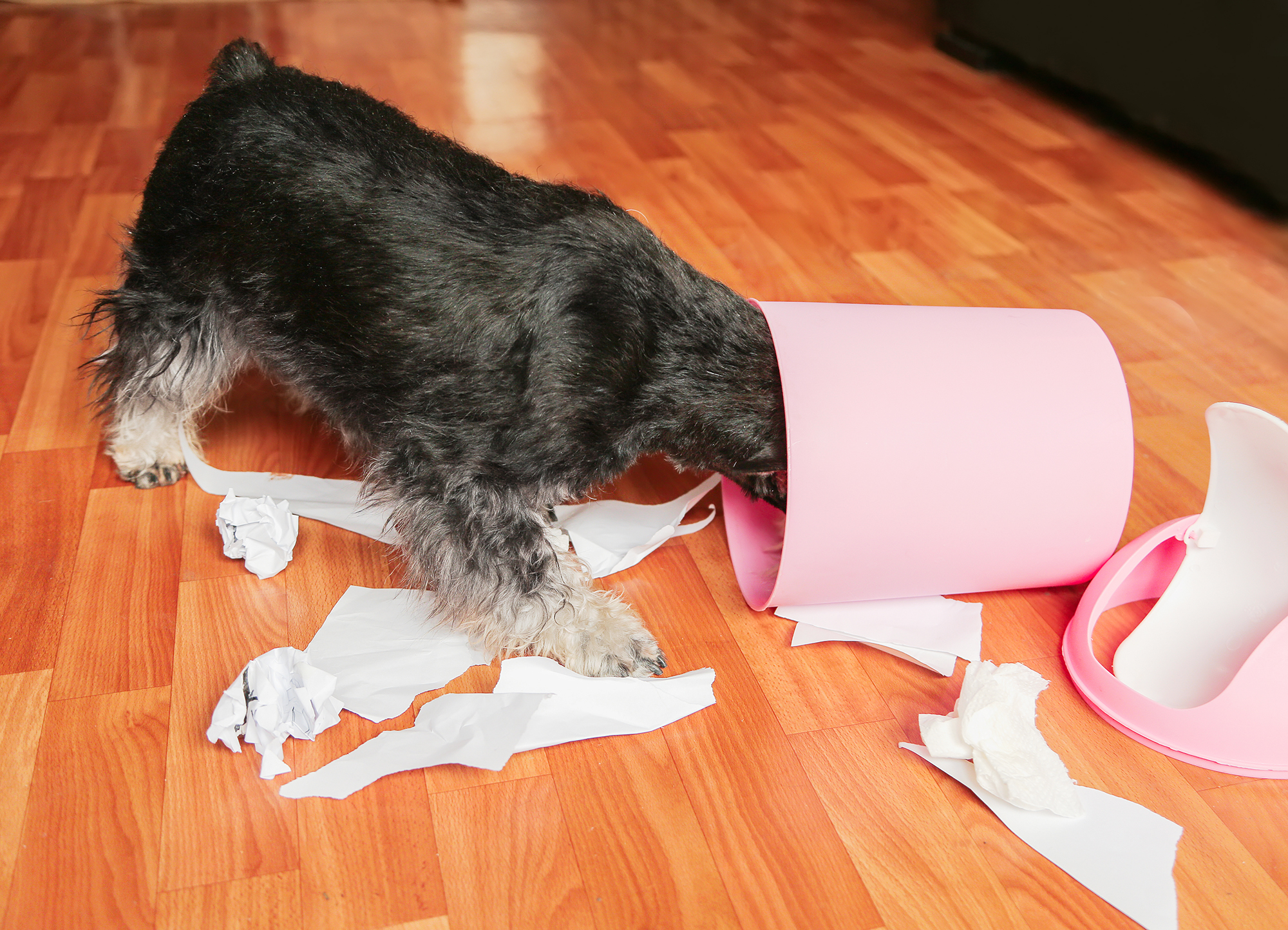 How Do I Keep My Dog From Raiding the Trash When I Leave?