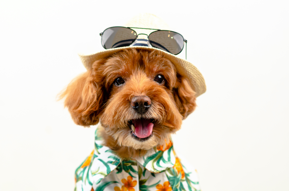 9 Must-Have Summer Fashion Products for Your Dog