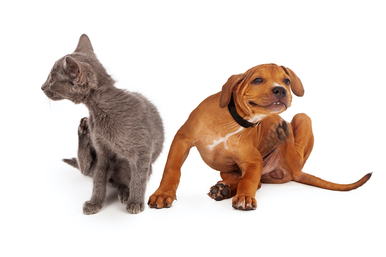 Protect Your Pet From Fleas and Ticks