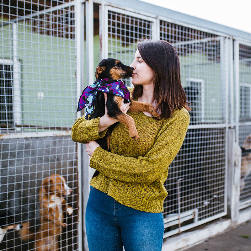The 6-Point Checklist for Adopting a New Dog