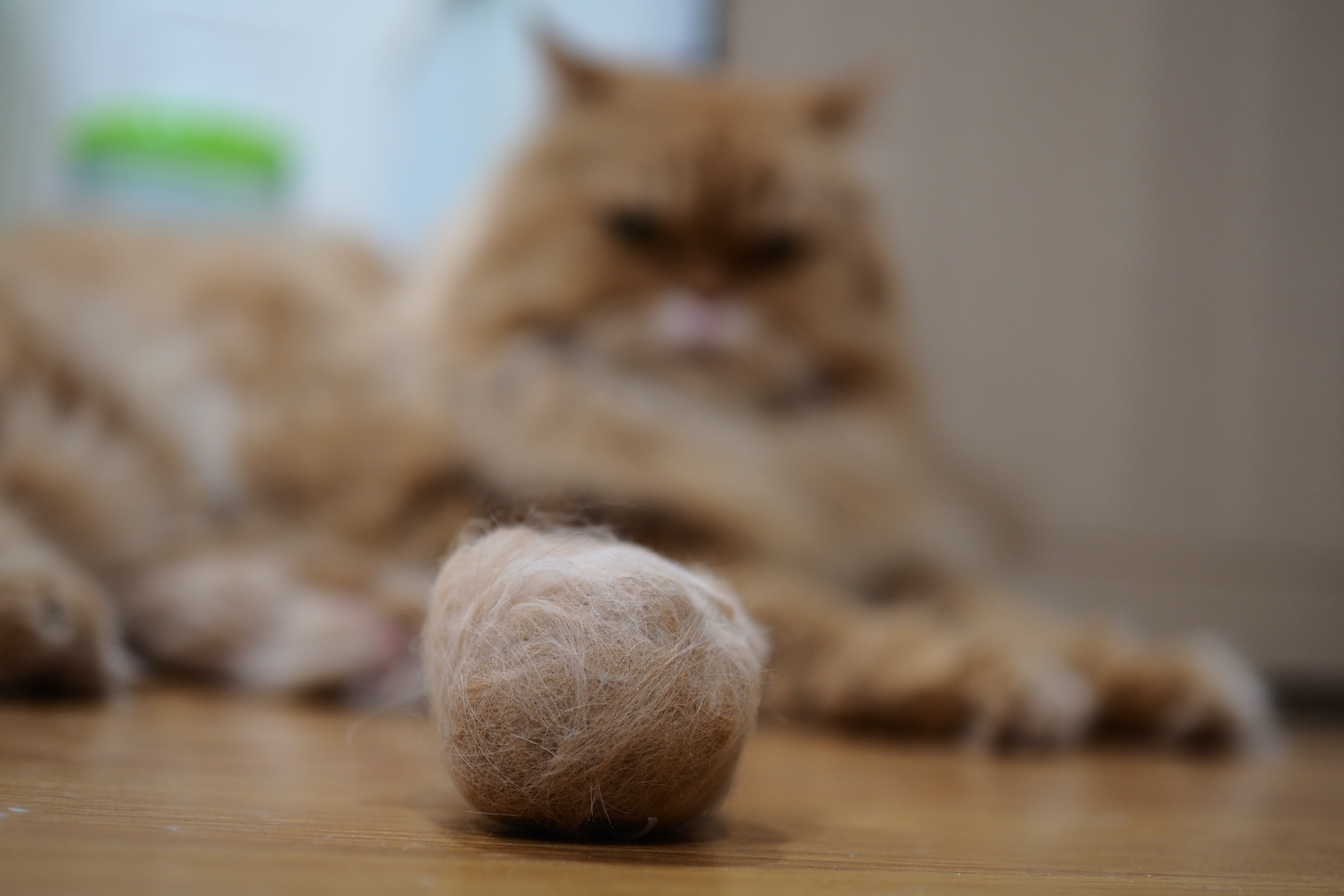 Why Your Cat Has Hairballs, and How To Treat Them