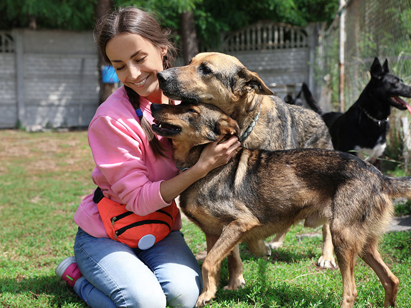 How To Help Animal Shelters During Summer Months