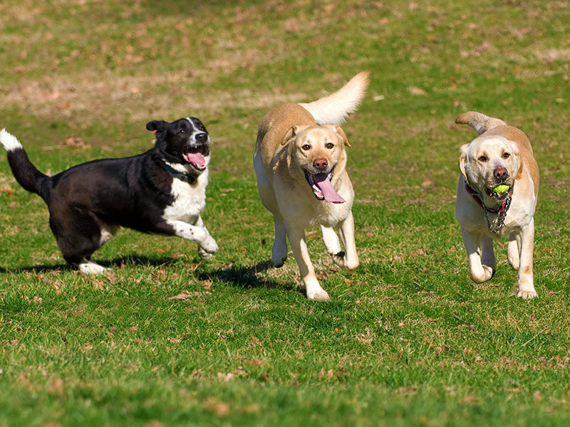 How To Make Your Trip to the Dog Park Successful