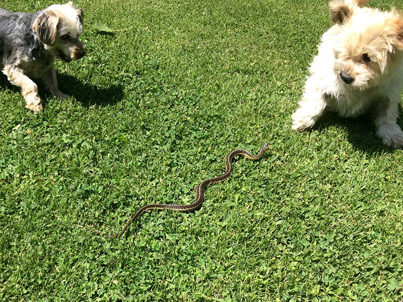 What To Do if Your Dog Is Bitten By a Snake