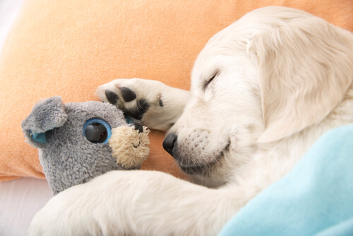 The Wonderful World of Dogs: 8 Facts You Might Not Know About Your Pooch