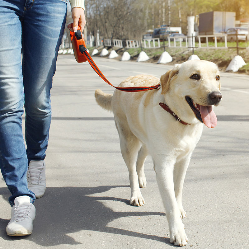 Why Its Best to Keep Your Dog on a Leash