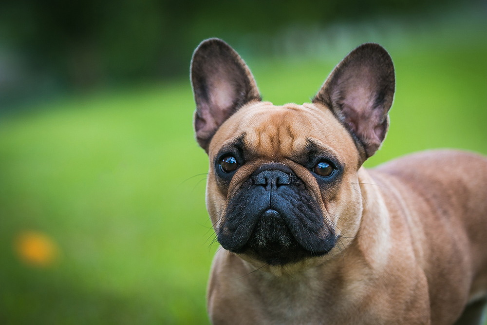 Get To Know the French Bulldog Breed