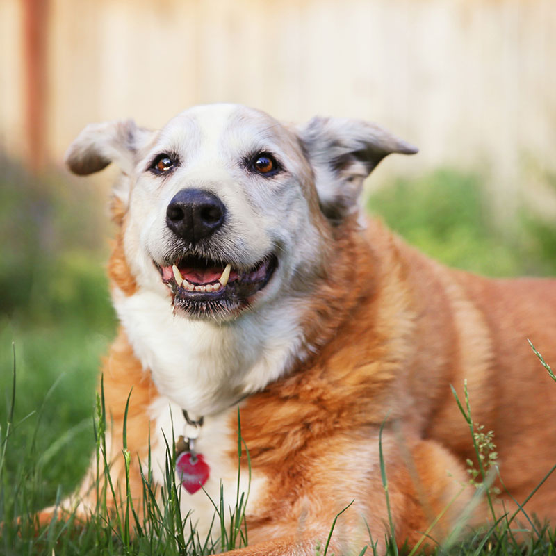 The Best Mobility Solutions For Senior Dogs