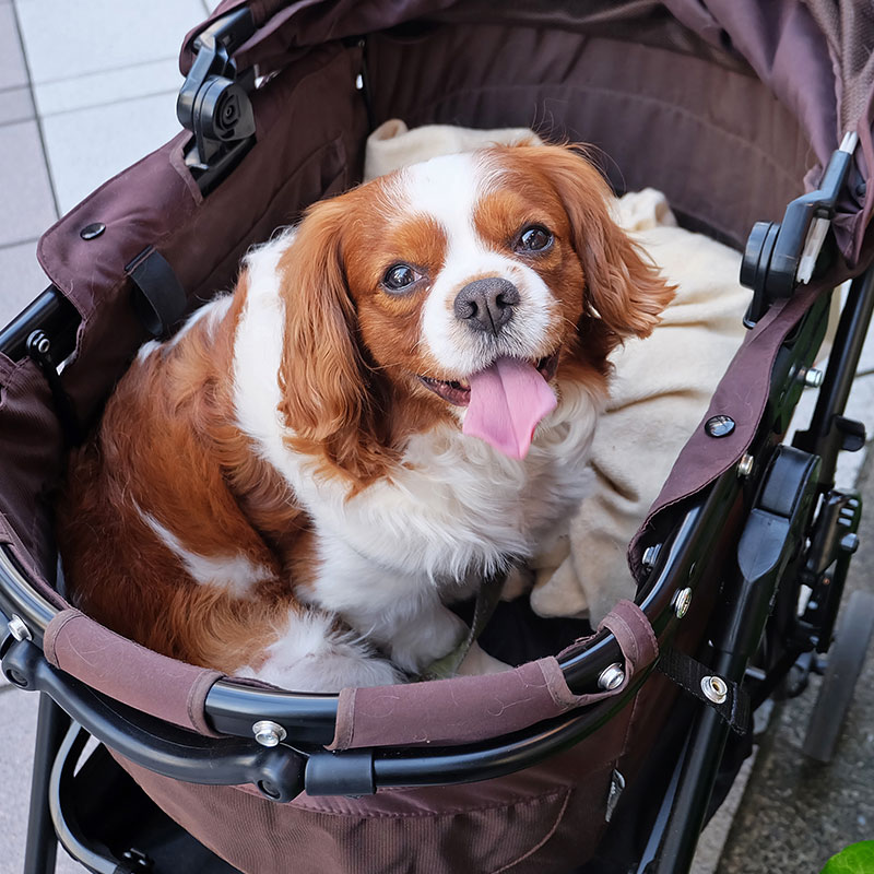 Is It Time To Get a Pet Stroller?
