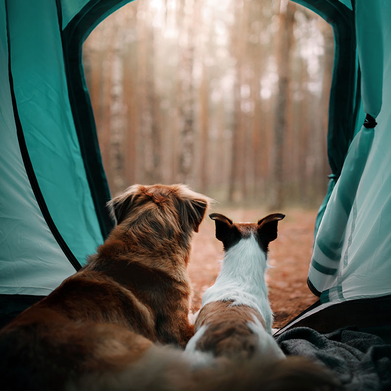 Great Tips for Taking Your Dog Camping