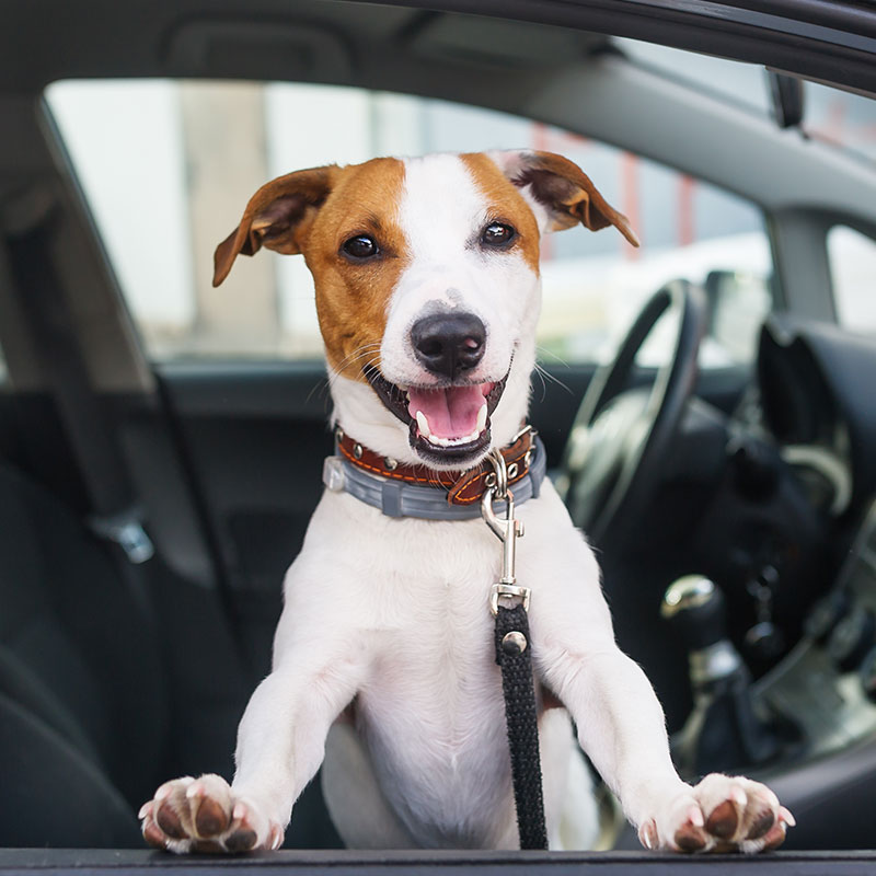 Best Travel Tips for Road Trips With Your Pup