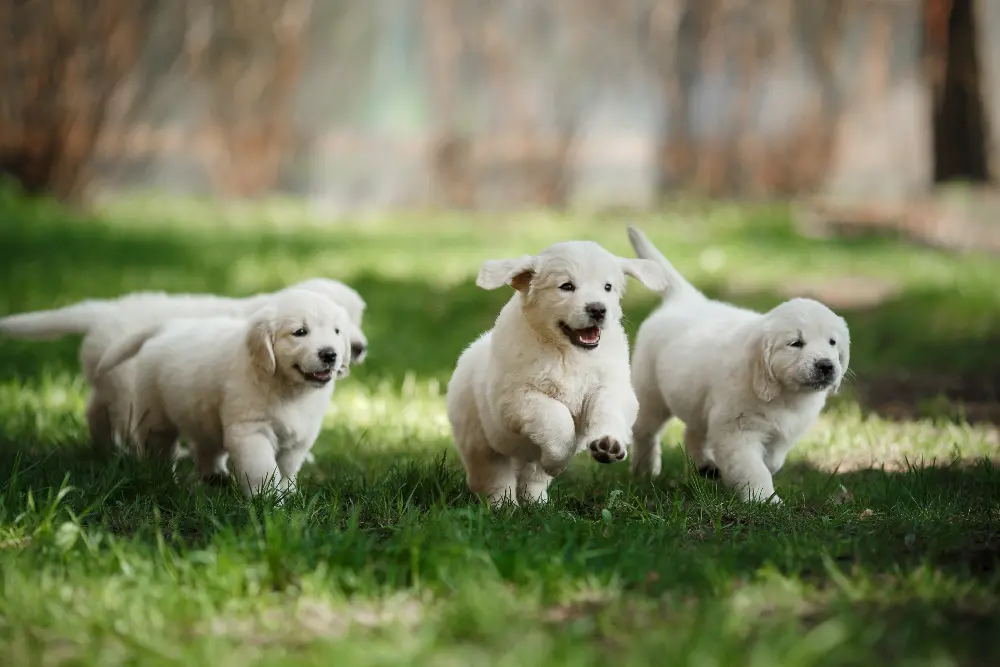 Our 5 Best Supplements for Puppies