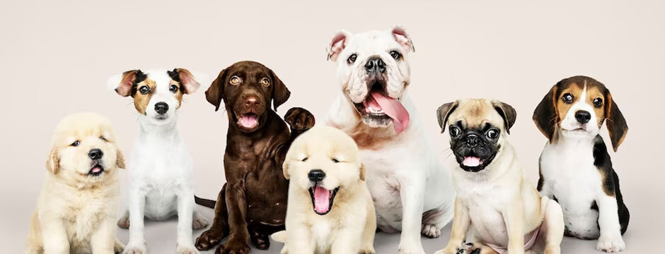 Top 10 Most Expensive Dog Breeds in the World