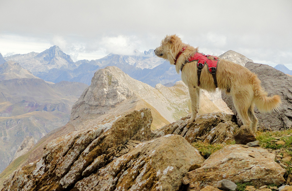 The Best Dog Harnesses for Every Outdoor Occasion