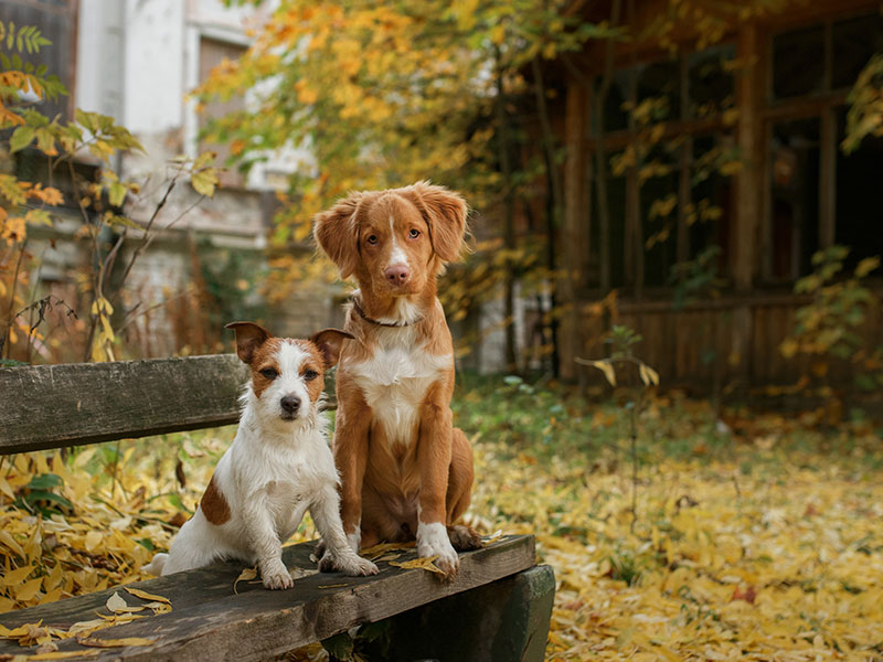 Enjoying the Fall Season With Your Pets: Tips To Keep Them Safe