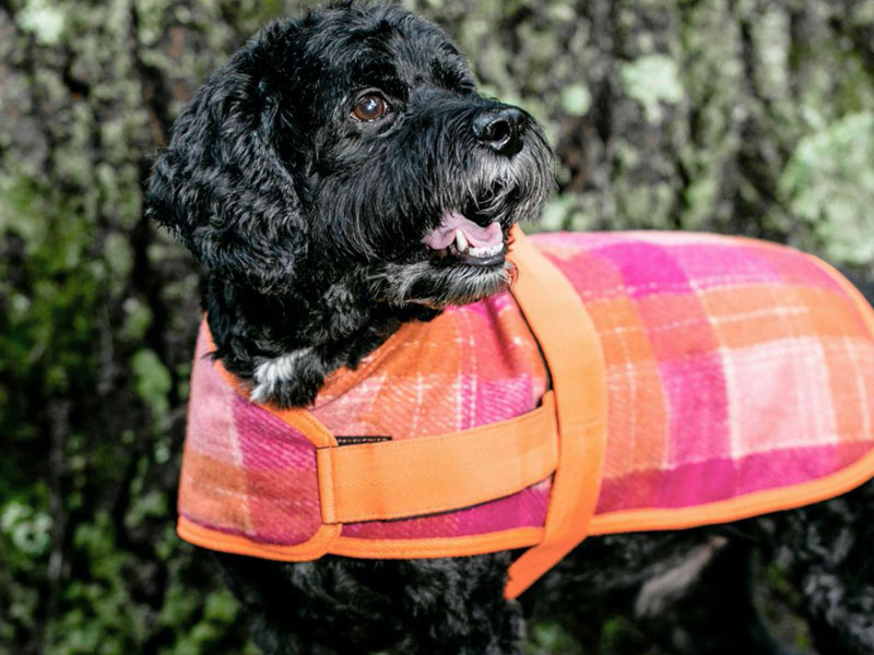 Fresh Fall Fashion for Fido and Fluffy