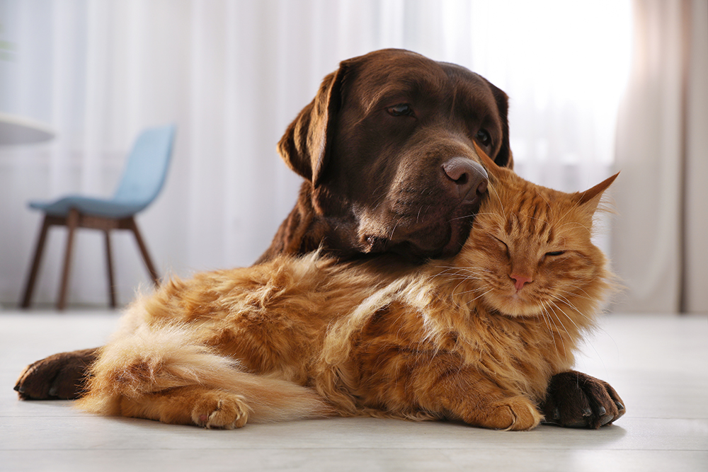 Turn Your House Into a Pet-friendly Resort