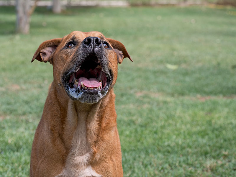 Interpreting Dog Noises