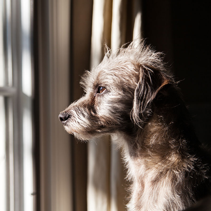 Mental Health Human Helpers: Dog Anxiety Awareness Week