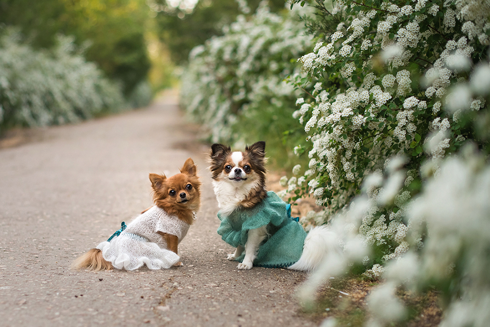 Let Your Pup Spring Into Action in These Festive Seasonal Outfits
