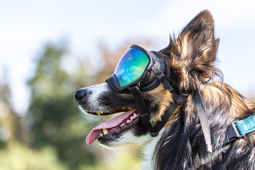 Why Your Dog Needs Eye Protection