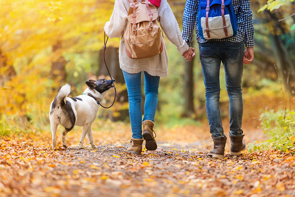 Fall Activities To Enjoy With Your Dog