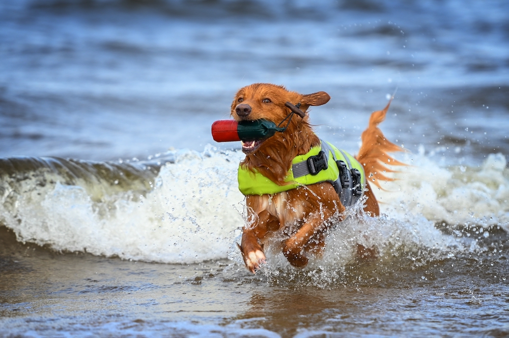 4 Outdoor Summer Activities for Your Active Dogs