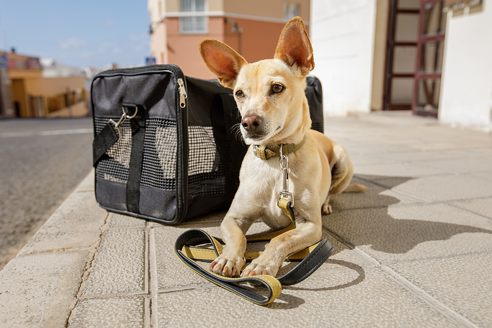 Tips for Traveling with your Pet