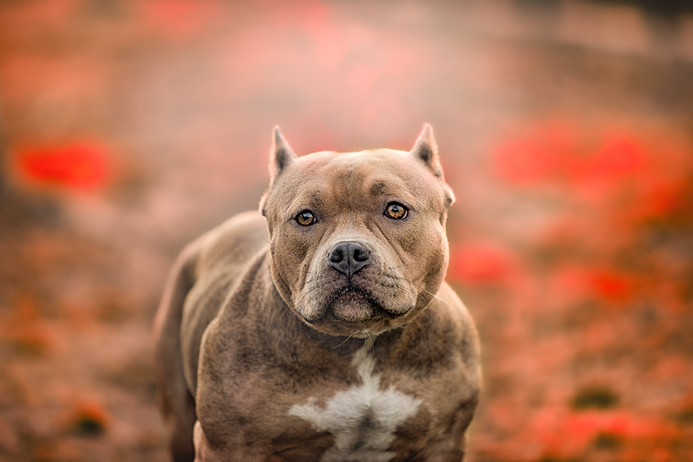 Pit Bull: Deciphering Myth From Reality
