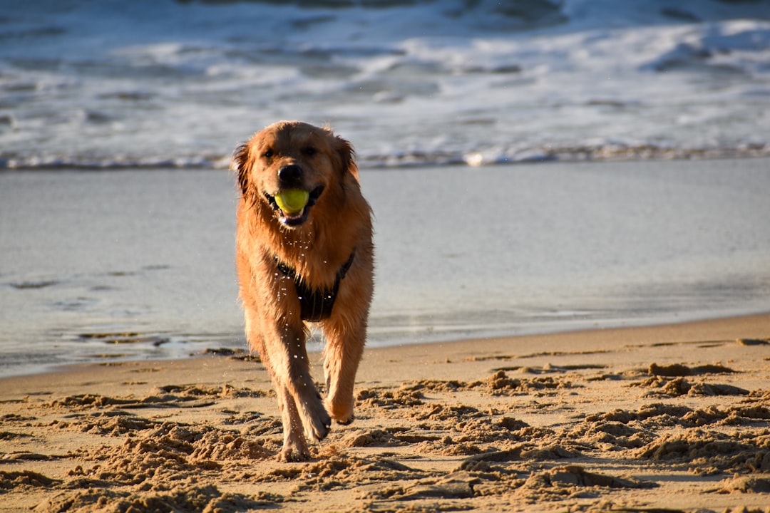 Keeping Tails Wagging: The Ultimate Guide to Pet Joint Health