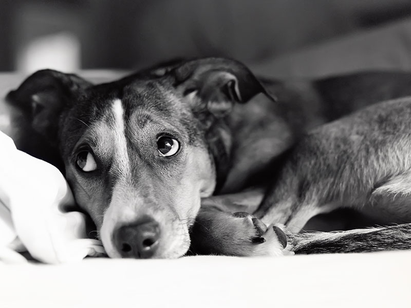 How To Calm an Anxious Dog