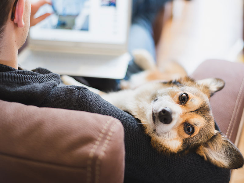 How To Ease Your Dog's Anxiety When You Go Back To the Office